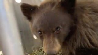 Colorado Cub Who Suffered Wildfire Burns Returns To Wild