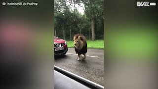 Ce lion effraye les passagers d'une voiture lors d'un safari