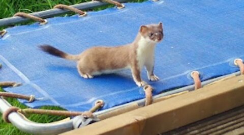 Stoat Kit Goes Wild On Trampoline