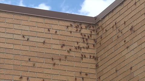 Mormon crickets have invaded the Village of Murphy in Owyhee County