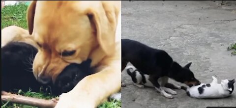 Angry Cats Vs Dogs Funny Compilation Video Ever| cats and dog Fights