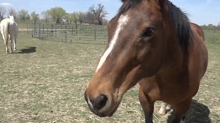 Intensive Healing Therapy opens a new mental health facility using horses to heal