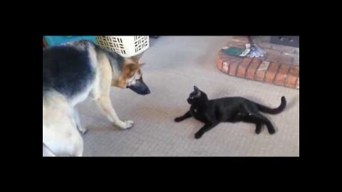 Funny Cats and Dogs Compilation Try not to laugh