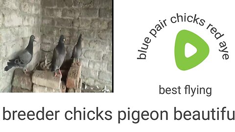 Blue breeder pair pigeon beautiful chiks flying