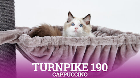 Petrebels cat trees - Turnpike 190 - Cappuccino