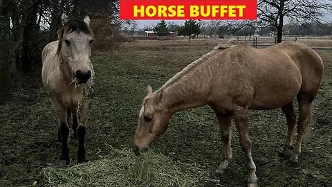 Horse Dealing With Gunfire - Sometime It's Better To NOT Try To Save Horses
