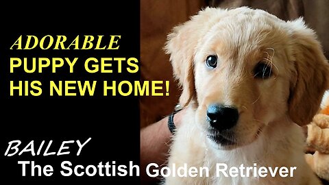 Adorable Golden Retriever Puppy Gets A New Home