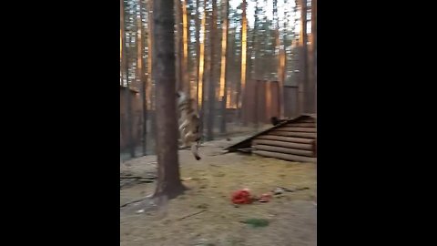 Sports-loving wolf practices parkour moves