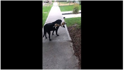 Sweet dog takes beagle stuffed animal on morning stroll