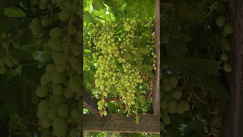 Grapes Inbound #farmlife #creedenceclearwaterrivival