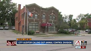 City auditor calling out animal control division