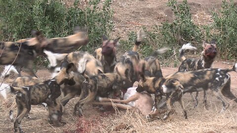African Wild Dogs Devour Antelope
