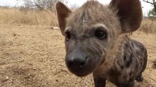 Cuccioli di iena si avvicinano a un'auto durante il Safari