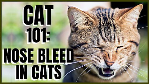 Cat 101: Nose Bleed in Cats