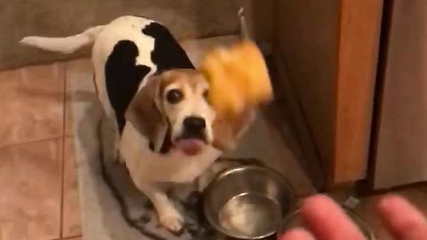 Beagle fails to catch treat in epic slow motion