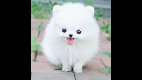 The Cutest Video You'll Ever Watch Today, Puppy Snowflake.