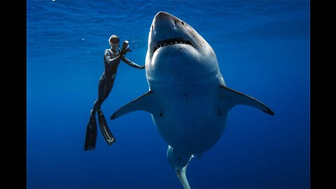 Ocean Ramsey Swims with Greath White Shark