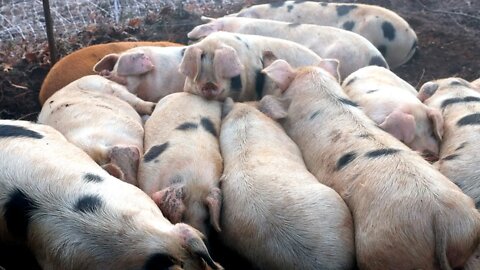 Raising Pigs for Better Soil & Even BETTER Bacon