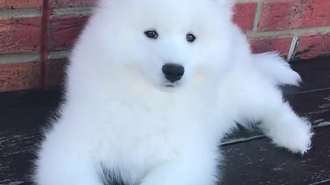 Samoyed puppy has mind blown by squawking birds