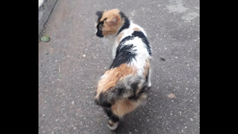 Stray Cat With Strange Tail