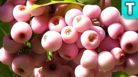 Top 10 Fruits You've Never Heard Of Ep.19