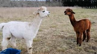 Alpacas sound each other out with epic vocal duel