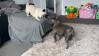 Pug Slams His Paws In Excitement During Playtime