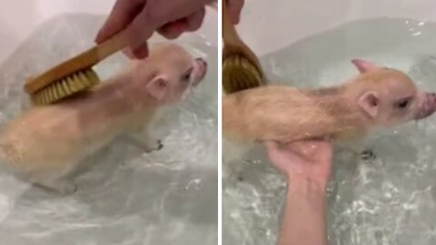 Mini pig bath time is the cutest thing you'll see today
