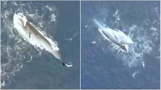 Filmagem de drone mostra baleias de bryde a alimentarem-se em Curaçao