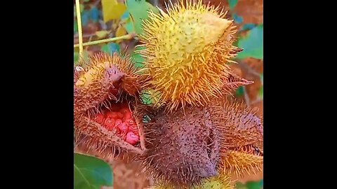 Incrível, Essa Planta consegue diminuir células cancerígenas!!!