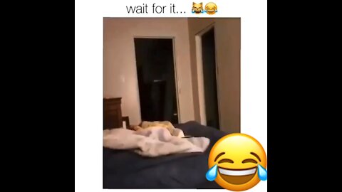 Funny cat videos 😹😹 - wait for it