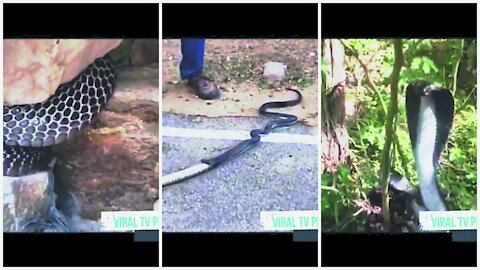 COBRA HAD SWALLOWED THE PYTHON, SEE AN AMAZING VIDEO