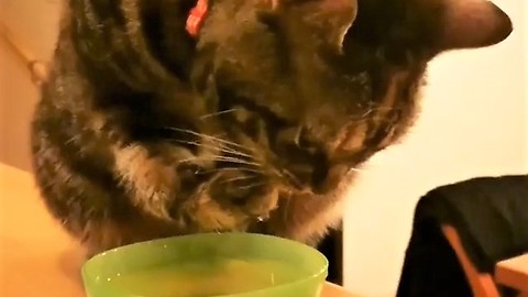 Sophisticated cat has unique method of drinking water