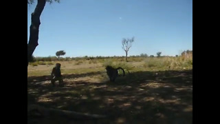 Playful baby baboons