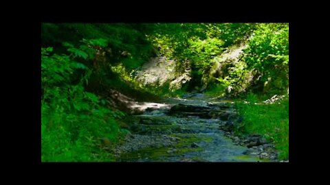 4K Forest Stream - Relaxing River Sounds - Nature Sounds, Singing Birds Ambience, Gentle River