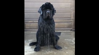 Newfoundland literally sweats buckets in California heat