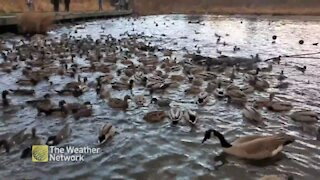 Duck, duck, goose, gather beside boardwalk