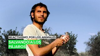 Activistas por los animales: Salvando a los pájaros