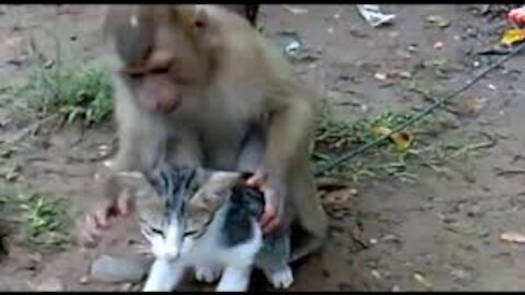 Monkey vs cat fight -