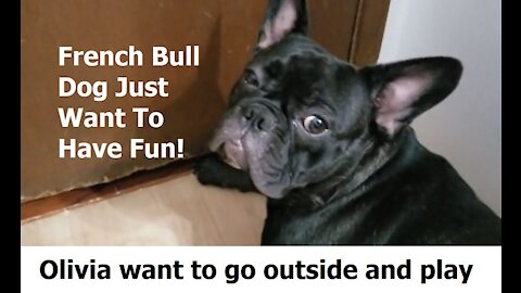 French Bull Dog Just Want To Have Fun