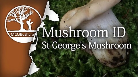 Bushcraft Fungi ID - Foraging St George's Mushroom