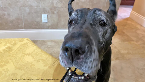 Cultured Great Danes eat Chinese food with chopsticks