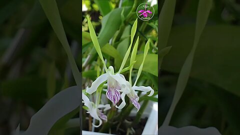 18 SPIKES Antelope Type Species Dendrobium Specimen Orchid #ninjaorchids #dendrobium #blooms