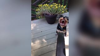 Dog Vs Leaf Blower