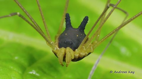 Bizarre Spider In Ecuador Closely Resembles A Bunny Rabbit