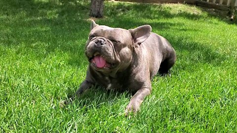 Bulldog just hanging out in the backyard