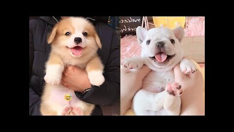 🤣 Funny dog ​​videos 2021🤣 🐶 It's time to LAUGH People _ Cute dog