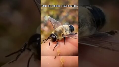 mâle des abeilles : Faux bourdon @L'univers d'apiculture, The world of beekeeping