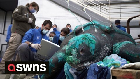 Rescue of injured 230KG leatherback turtle entangled in a FISHING NET in Spain.