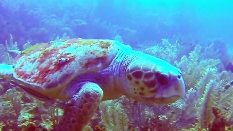 Massive sea turtle wows dive master